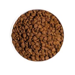 OWNAT CLASSIC KITTEN - chaton