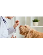 Pathologies du chien