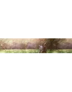 Aliments pour chiens